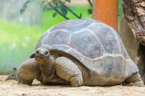 Verduurzamen verblijf olifanten en reuzenschildpadden